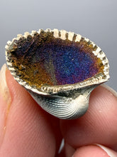 Load image into Gallery viewer, Bivalve (Pelecypoda) Fossil Sea Shell with Chalcopyrite | Mineralized Fossil Specimen | Indonesia