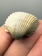 Load image into Gallery viewer, Bivalve (Pelecypoda) Fossil Sea Shell with Chalcopyrite | Mineralized Fossil Specimen | Indonesia