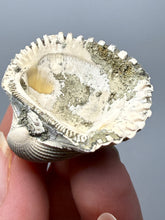 Load image into Gallery viewer, Bivalve (Pelecypoda) Fossil Sea Shell with Chalcopyrite | Mineralized Fossil Specimen | Indonesia