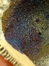 Load image into Gallery viewer, Bivalve (Pelecypoda) Fossil Sea Shell with Chalcopyrite | Mineralized Fossil Specimen | Indonesia