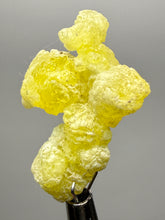 Load image into Gallery viewer, Vibrant Yellow Brucite Thumbnail Mineral Specimen | Collector Crystal from Killa Saifullah District in Balochistan Province, Pakistan