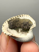 Load image into Gallery viewer, Bivalve (Pelecypoda) Fossil Sea Shell with Chalcopyrite | Mineralized Fossil Specimen | Indonesia