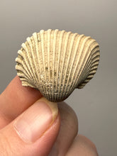 Load image into Gallery viewer, Bivalve (Pelecypoda) Fossil Sea Shell with Chalcopyrite | Mineralized Fossil Specimen | Indonesia