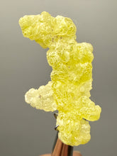 Load image into Gallery viewer, Vibrant Yellow Brucite Thumbnail Mineral Specimen | Collector Crystal from Killa Saifullah District in Balochistan Province, Pakistan