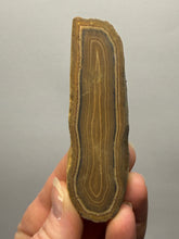 Load image into Gallery viewer, Stromatolite Fossil Slice | Ancient Microbial Reef Structure | Morocco