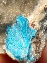 Load image into Gallery viewer, Rare Electric Blue Cavansite on Druzy Matrix – Collector Mineral Specimen | India