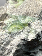 Load image into Gallery viewer, High-Grade Green Wavellite Collectors Specimen - Radiating Botryoidal Crystal Formation - Arkansas, USA