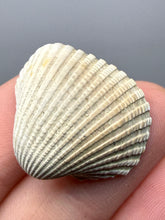 Load image into Gallery viewer, Bivalve (Pelecypoda) Fossil Sea Shell with Chalcopyrite | Mineralized Fossil Specimen | Indonesia