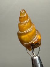 Load image into Gallery viewer, Agatized Gastropod Fossil Specimen | Morocco