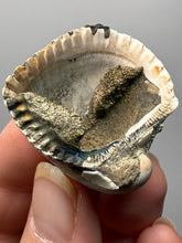 Load image into Gallery viewer, Bivalve (Pelecypoda) Fossil Sea Shell with Chalcopyrite | Mineralized Fossil Specimen | Indonesia