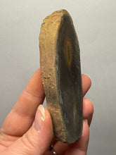 Load image into Gallery viewer, Stromatolite Fossil Slice | Ancient Microbial Reef Structure | Morocco