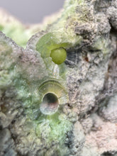 Load image into Gallery viewer, High-Grade Green Wavellite Collectors Specimen - Radiating Botryoidal Crystal Formation - Arkansas, USA