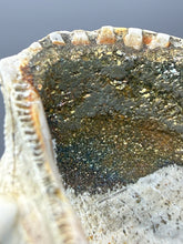Load image into Gallery viewer, Bivalve (Pelecypoda) Fossil Sea Shell with Chalcopyrite | Mineralized Fossil Specimen | Indonesia