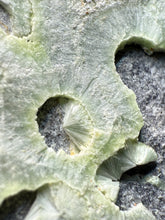 Load image into Gallery viewer, High-Grade Green Wavellite Collectors Specimen - Radiating Botryoidal Crystal Formation - Arkansas, USA
