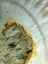 Load image into Gallery viewer, Bivalve (Pelecypoda) Fossil Sea Shell with Chalcopyrite | Mineralized Fossil Specimen | Indonesia