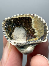 Load image into Gallery viewer, Bivalve (Pelecypoda) Fossil Sea Shell with Chalcopyrite | Mineralized Fossil Specimen | Indonesia