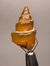 Load image into Gallery viewer, Agatized Gastropod Fossil Specimen | Morocco