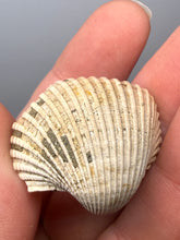 Load image into Gallery viewer, Bivalve (Pelecypoda) Fossil Sea Shell with Chalcopyrite | Mineralized Fossil Specimen | Indonesia