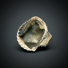 Load image into Gallery viewer, Bivalve (Pelecypoda) Fossil Sea Shell with Chalcopyrite | Mineralized Fossil Specimen | Indonesia