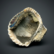 Load image into Gallery viewer, Bivalve (Pelecypoda) Fossil Sea Shell with Chalcopyrite | Mineralized Fossil Specimen | Indonesia