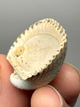 Load image into Gallery viewer, Bivalve (Pelecypoda) Fossil Sea Shell with Chalcopyrite | Mineralized Fossil Specimen | Indonesia