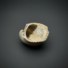 Load image into Gallery viewer, Bivalve (Pelecypoda) Fossil Sea Shell with Chalcopyrite | Mineralized Fossil Specimen | Indonesia
