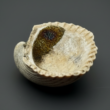 Load image into Gallery viewer, Bivalve (Pelecypoda) Fossil Sea Shell with Chalcopyrite | Mineralized Fossil Specimen | Indonesia