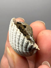 Load image into Gallery viewer, Bivalve (Pelecypoda) Fossil Sea Shell with Chalcopyrite | Mineralized Fossil Specimen | Indonesia