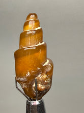 Load image into Gallery viewer, Agatized Gastropod Fossil Specimen | Morocco