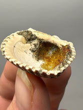 Load image into Gallery viewer, Bivalve (Pelecypoda) Fossil Sea Shell with Chalcopyrite | Mineralized Fossil Specimen | Indonesia