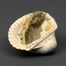 Load image into Gallery viewer, Bivalve (Pelecypoda) Fossil Sea Shell with Chalcopyrite | Mineralized Fossil Specimen | Indonesia