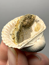 Load image into Gallery viewer, Bivalve (Pelecypoda) Fossil Sea Shell with Chalcopyrite | Mineralized Fossil Specimen | Indonesia