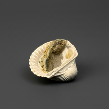 Load image into Gallery viewer, Bivalve (Pelecypoda) Fossil Sea Shell with Chalcopyrite | Mineralized Fossil Specimen | Indonesia