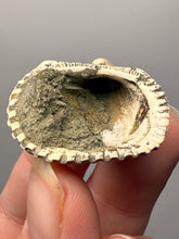 Load image into Gallery viewer, Bivalve (Pelecypoda) Fossil Sea Shell with Chalcopyrite | Mineralized Fossil Specimen | Indonesia