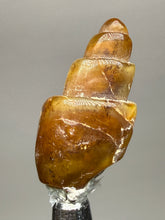 Load image into Gallery viewer, Agatized Gastropod Fossil Specimen | Morocco