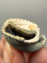Load image into Gallery viewer, Bivalve (Pelecypoda) Fossil Sea Shell with Chalcopyrite | Mineralized Fossil Specimen | Indonesia