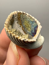 Load image into Gallery viewer, Bivalve (Pelecypoda) Fossil Sea Shell with Chalcopyrite | Mineralized Fossil Specimen | Indonesia