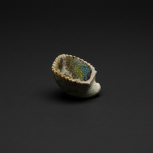 Load image into Gallery viewer, Bivalve (Pelecypoda) Fossil Sea Shell with Chalcopyrite | Mineralized Fossil Specimen | Indonesia