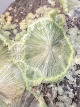 Load image into Gallery viewer, High-Grade Green Wavellite Collectors Specimen - Radiating Botryoidal Crystal Formation - Arkansas, USA