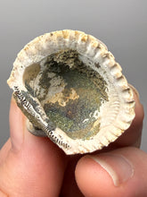 Load image into Gallery viewer, Bivalve (Pelecypoda) Fossil Sea Shell with Chalcopyrite | Mineralized Fossil Specimen | Indonesia