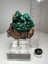 Load image into Gallery viewer, Dioptase Cluster from Congo • High Grade • Mineral Collector’s Specimen Showpiece