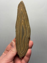 Load image into Gallery viewer, Stromatolite Fossil Slice | Ancient Microbial Reef Structure | Morocco
