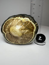 Load image into Gallery viewer, BARITE, MARCASITE Polished Free Form • Lubin Mine, KGHM, Lubin District, Legnica, Lower Silesial, Poland