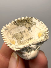Load image into Gallery viewer, Bivalve (Pelecypoda) Fossil Sea Shell with Chalcopyrite | Mineralized Fossil Specimen | Indonesia