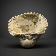 Load image into Gallery viewer, Bivalve (Pelecypoda) Fossil Sea Shell with Chalcopyrite | Mineralized Fossil Specimen | Indonesia