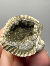 Load image into Gallery viewer, Bivalve (Pelecypoda) Fossil Sea Shell with Calcite Crystals and Chalcopyrite | Mineralized Fossil Specimen | Indonesia