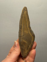Load image into Gallery viewer, Stromatolite Fossil Slice | Ancient Microbial Reef Structure | Morocco