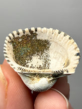 Load image into Gallery viewer, Bivalve (Pelecypoda) Fossil Sea Shell with Chalcopyrite | Mineralized Fossil Specimen | Indonesia