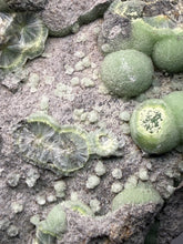 Load image into Gallery viewer, High-Grade Green Wavellite Collectors Specimen - Radiating Botryoidal Crystal Formation - Arkansas, USA