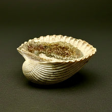 Load image into Gallery viewer, Bivalve (Pelecypoda) Fossil Sea Shell with Chalcopyrite | Mineralized Fossil Specimen | Indonesia